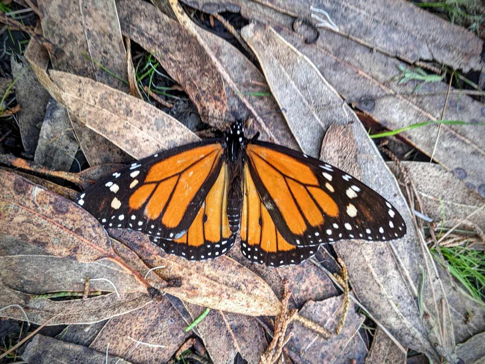 Science Saturday: Monarch Magic!
