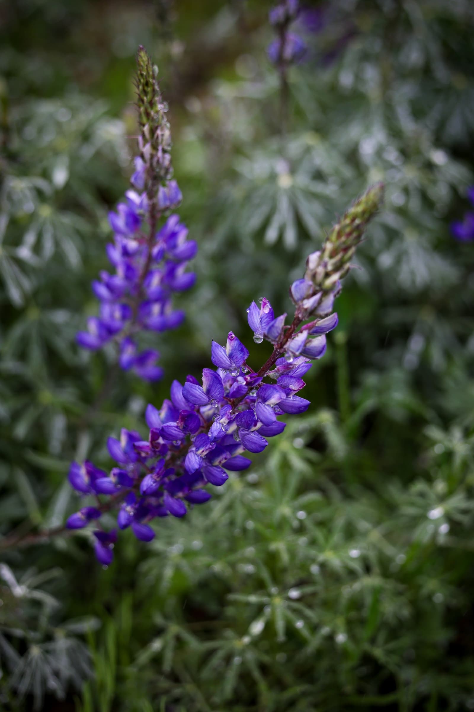 California Native Plant Society Meeting
