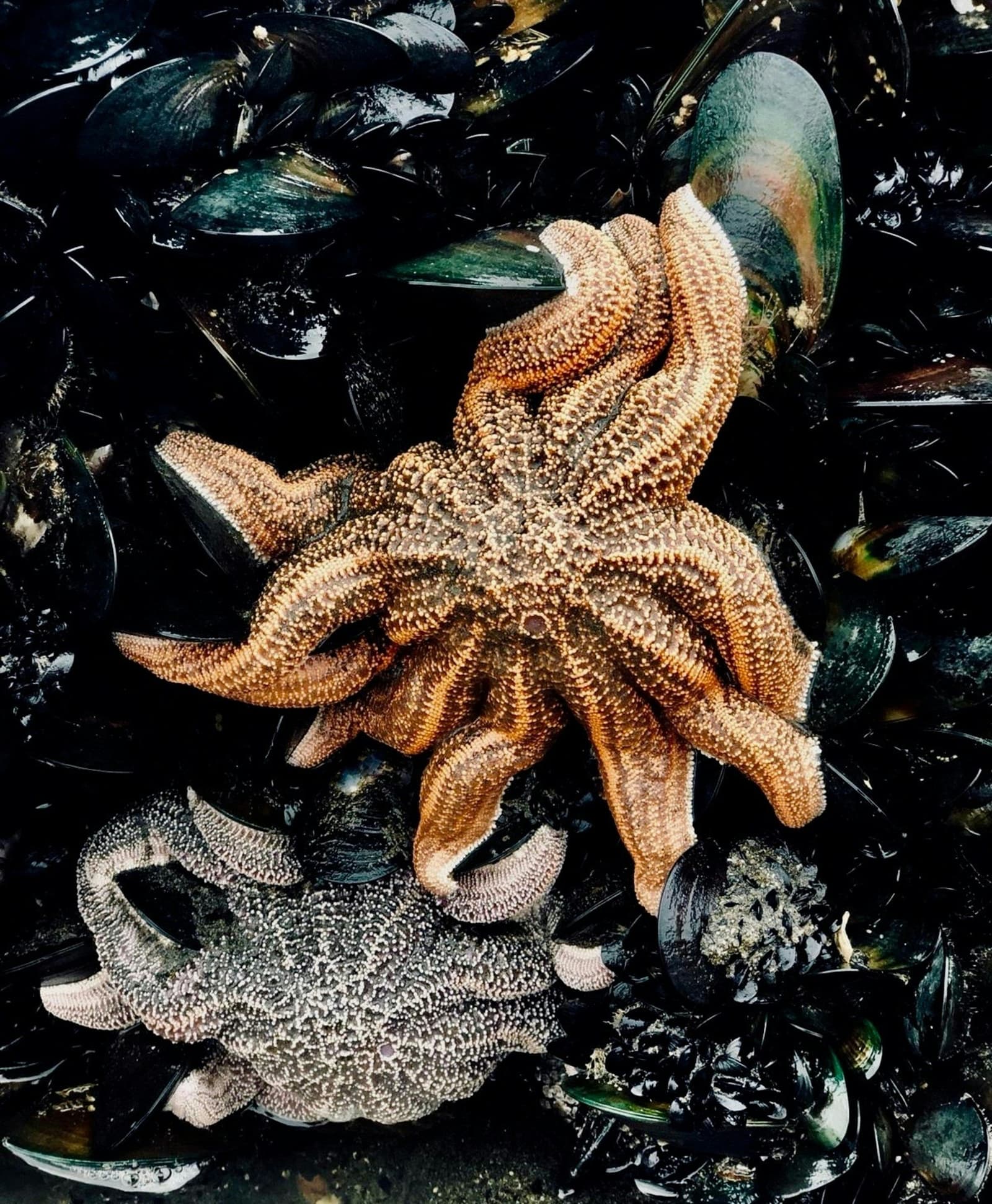 Family Tidepool Bioblitz