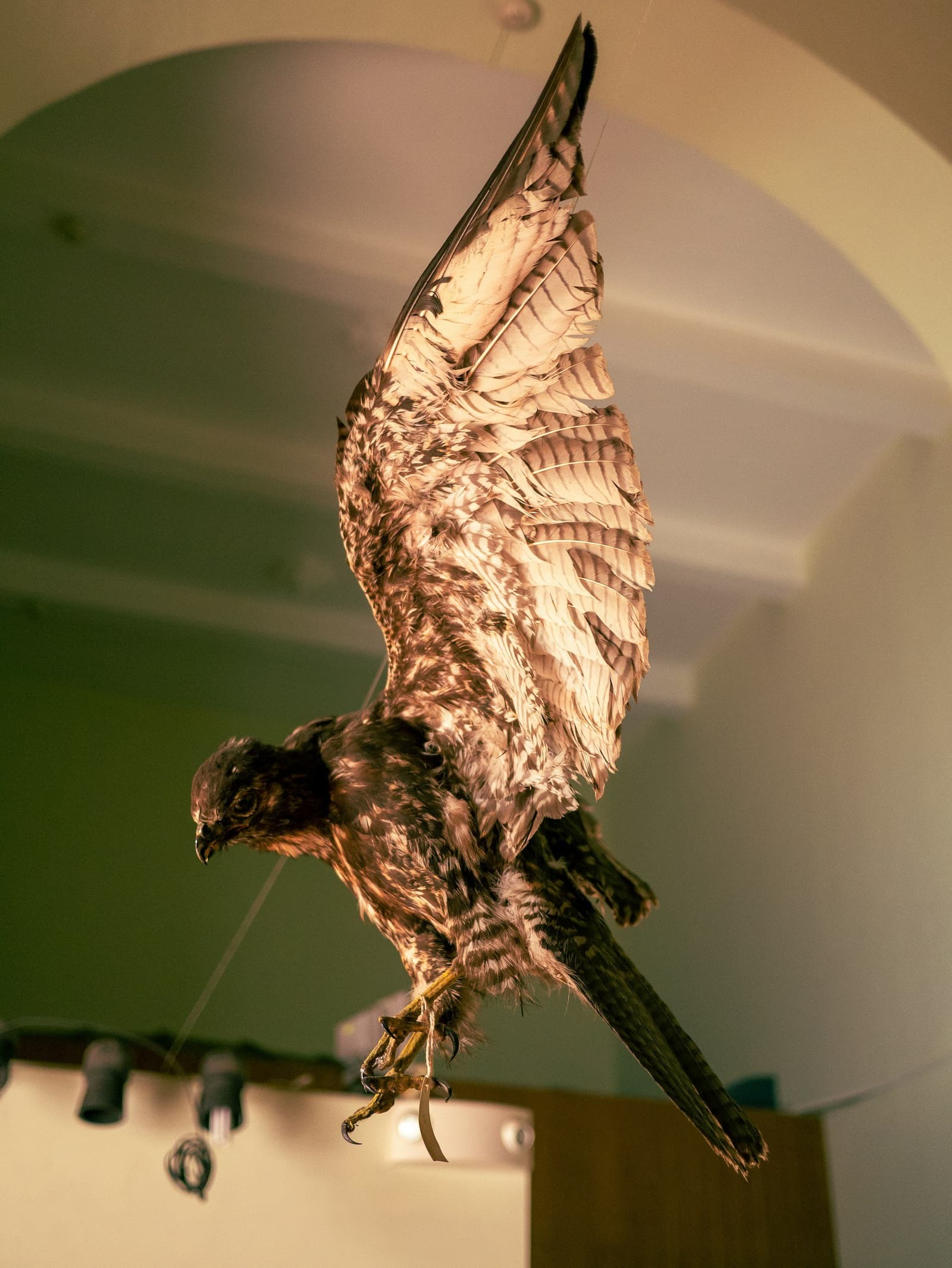 SOLD OUT -The Taxidermist's Table