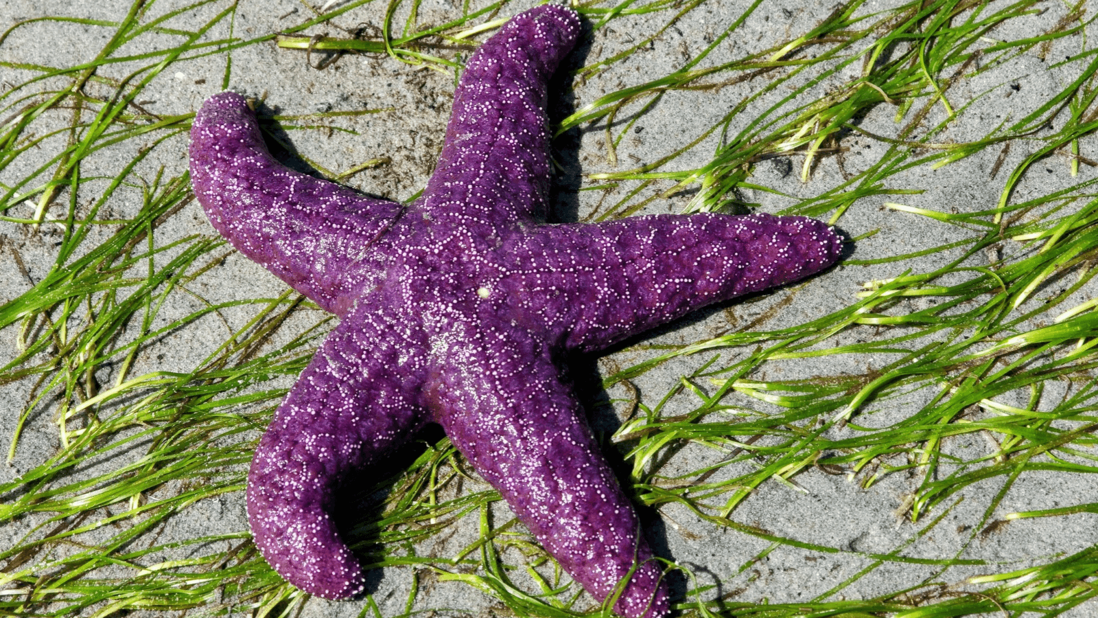 Winter Solstice Sea Star Search