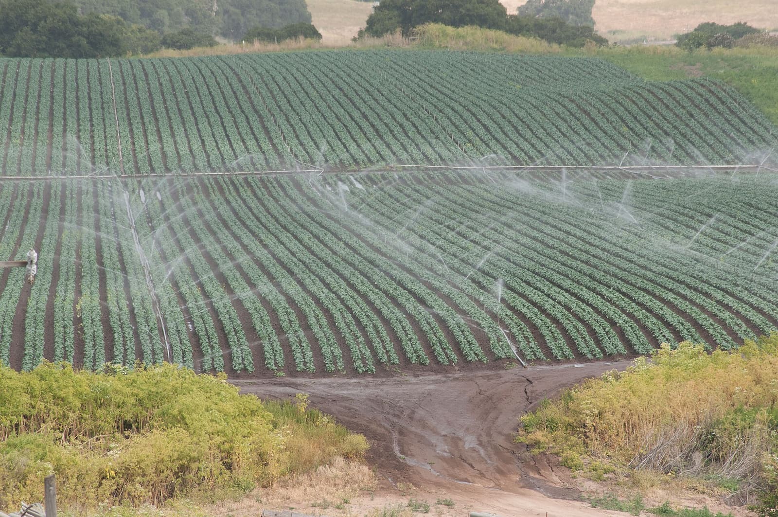 Harvest in the Salinas Valley