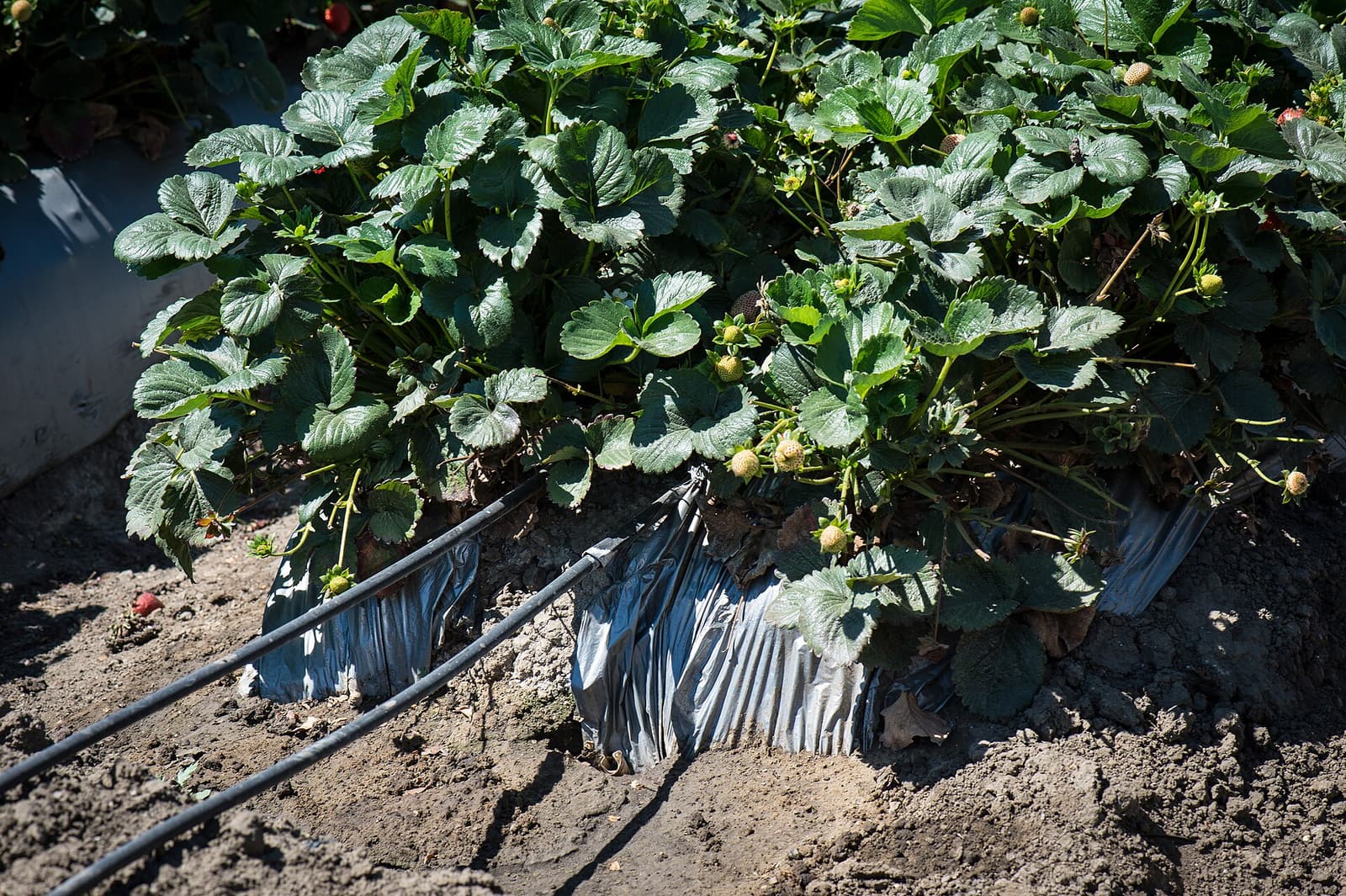 Strawberry fields near Watsonville